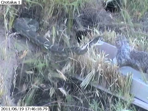 RoboSquirrel Induces a Snake Bite