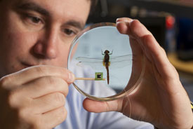 Cyborg Dragonfly from the Reynolds Lab at Duke University